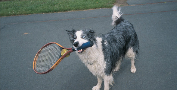 dog-for-tennis.jpg