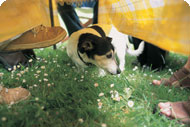 Insider's View on Holiday Homes to Rent - Classic Cottages.
