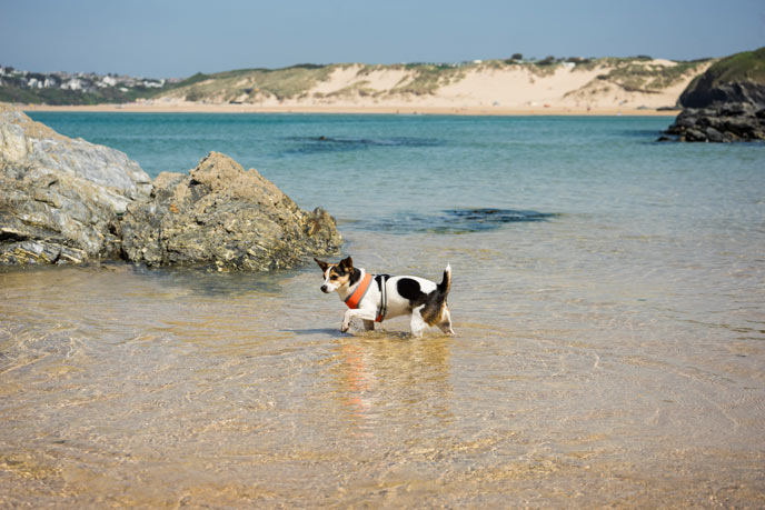 coastal breaks with dogs